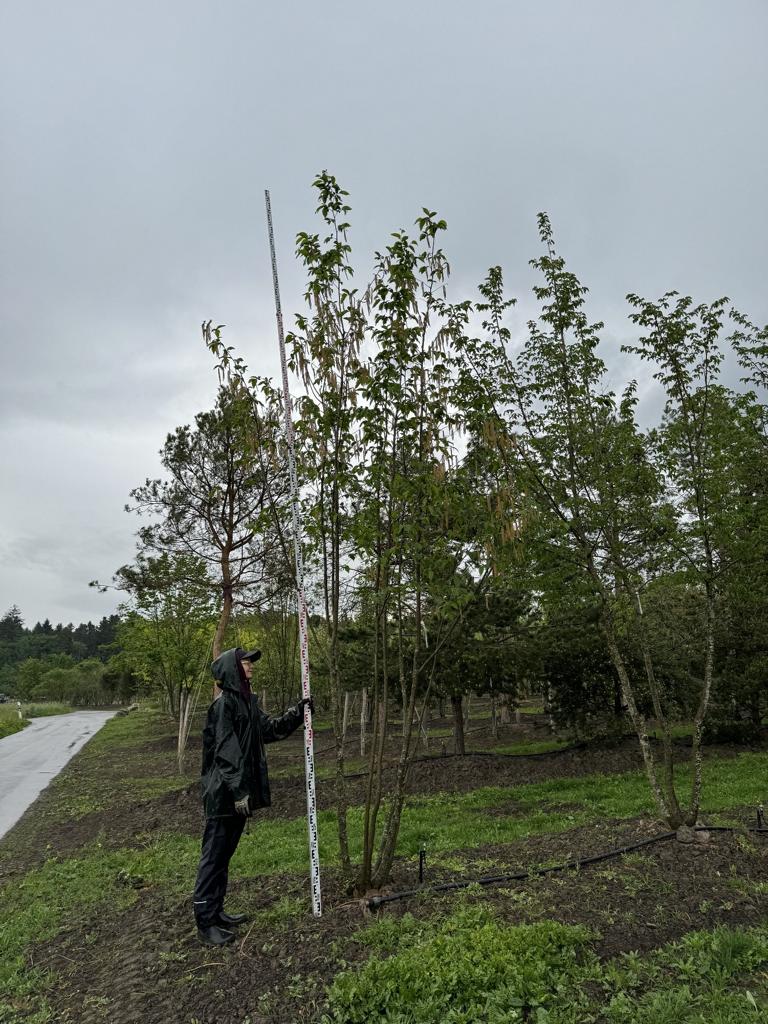 Ostrya carpinifolia