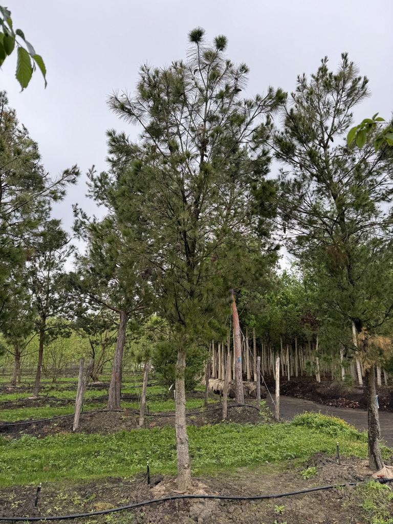 Pinus halepensis