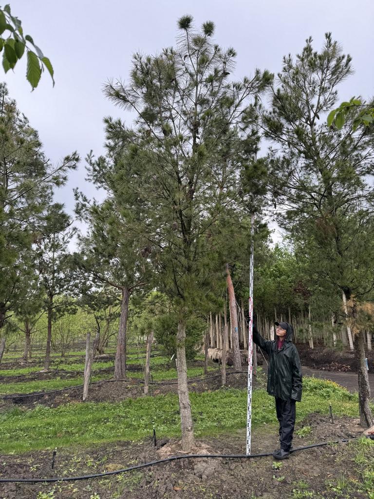 Pinus halepensis
