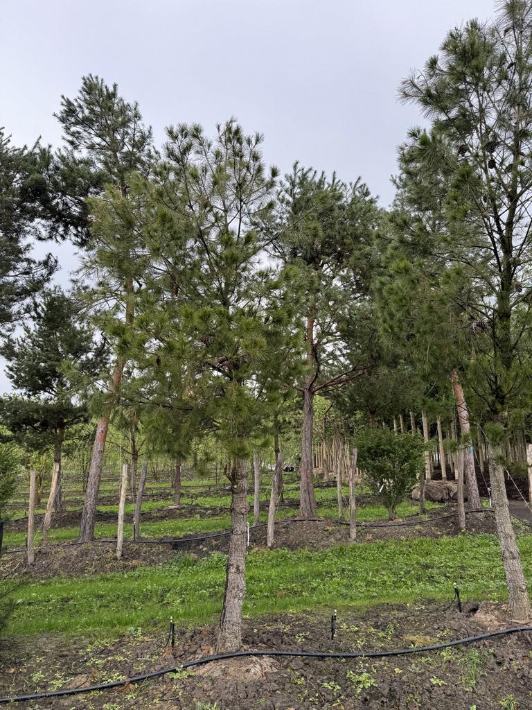 Pinus halepensis