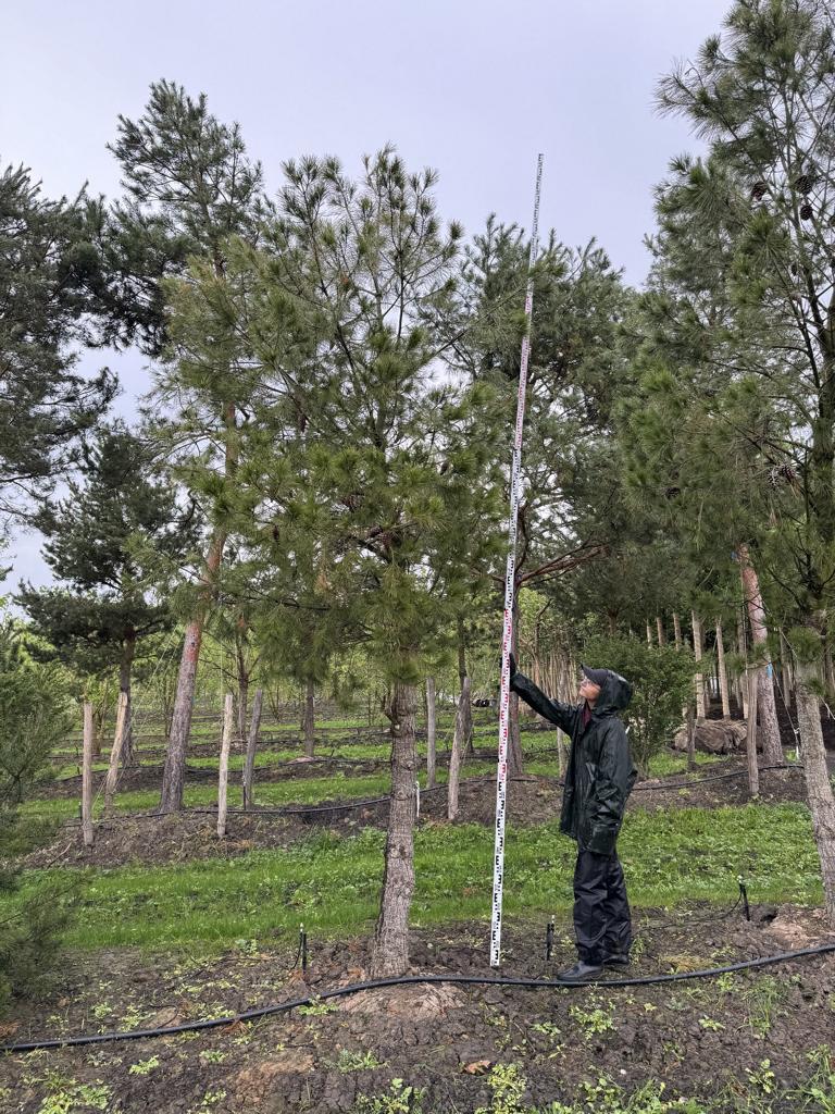 Pinus halepensis