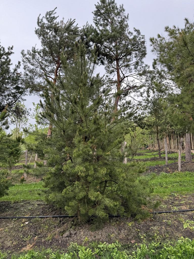 Pinus sylvestris