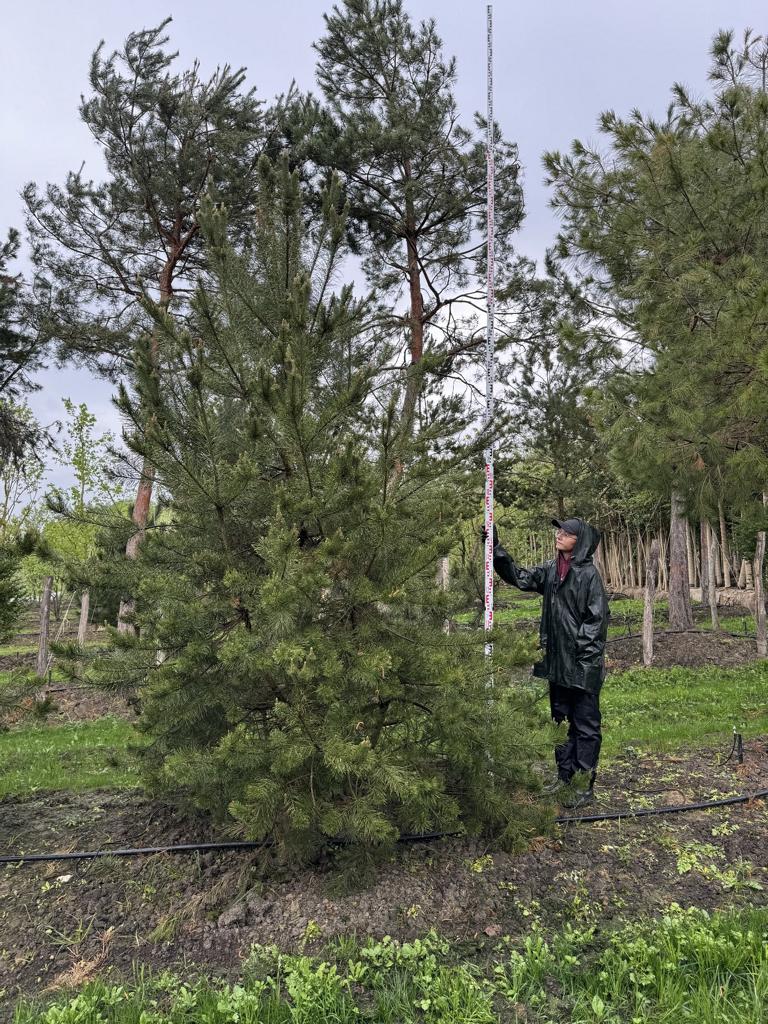 Pinus sylvestris