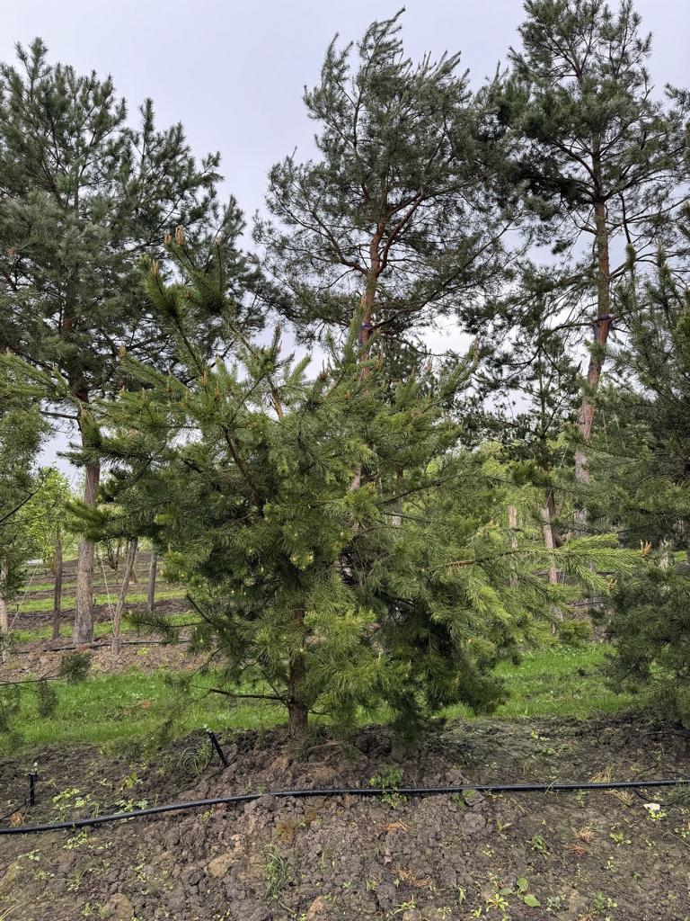 Pinus sylvestris