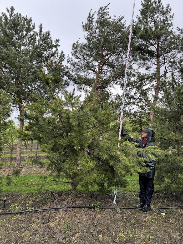 Pinus sylvestris