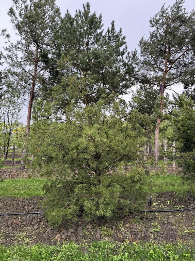Pinus sylvestris