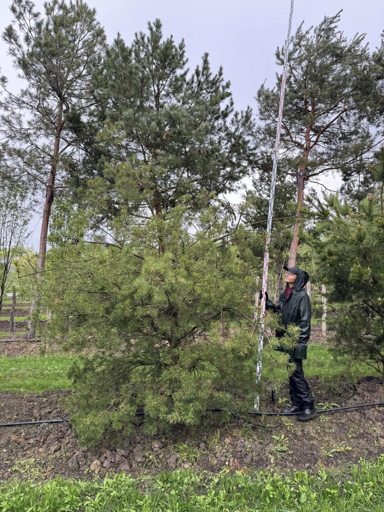 Pinus sylvestris