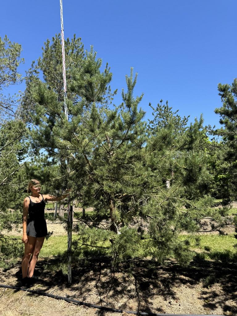 Pinus sylvestris