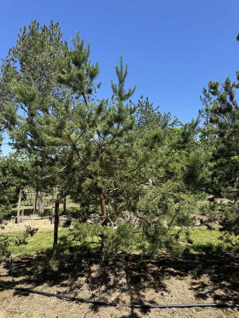 Pinus sylvestris