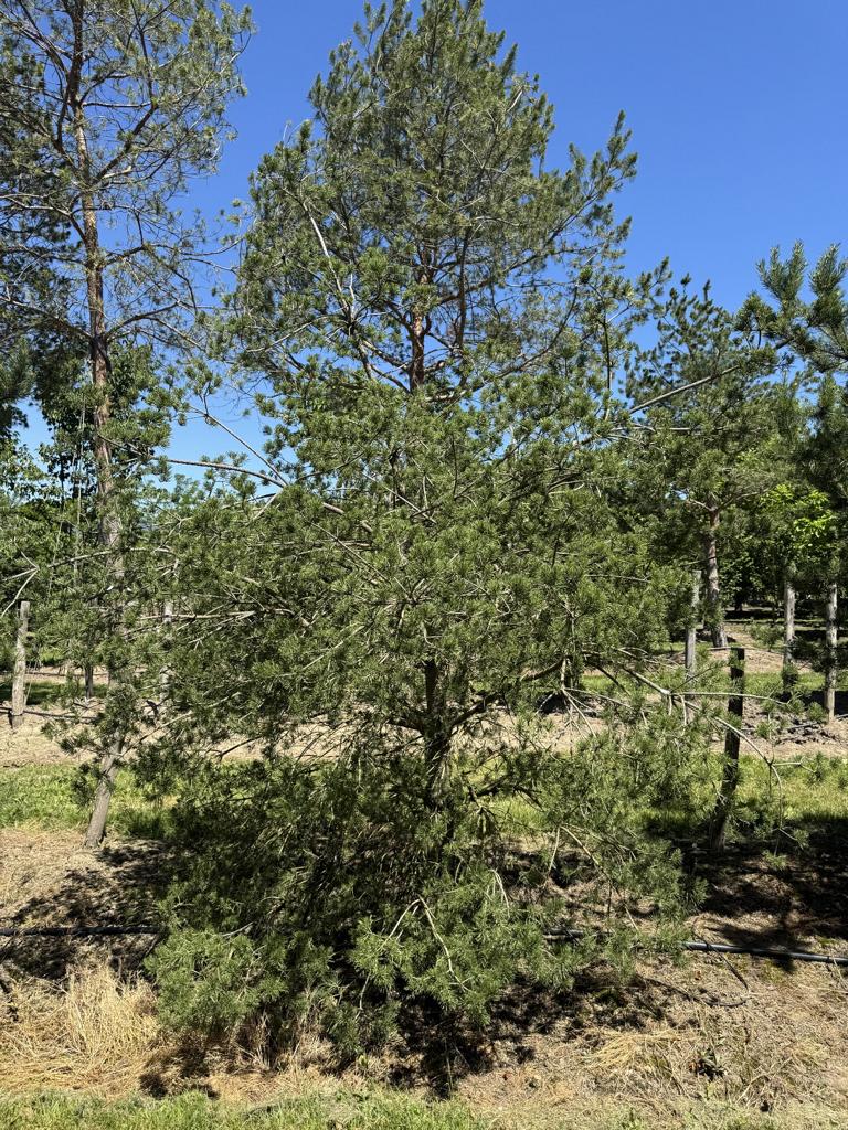 Pinus sylvestris