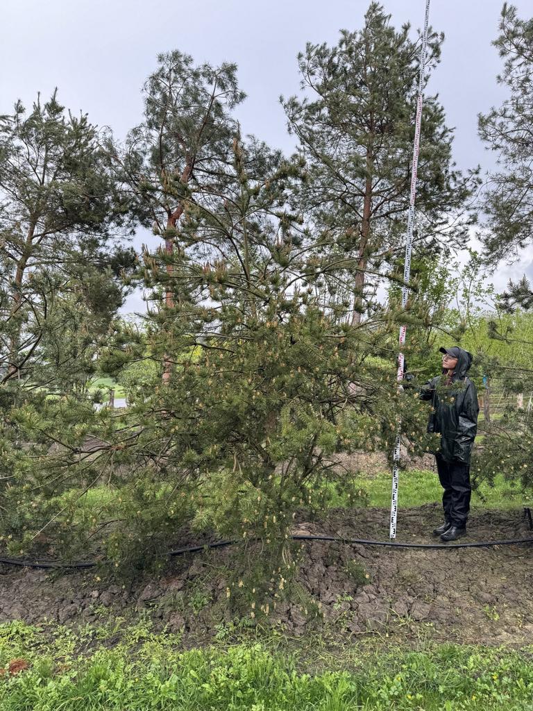 Pinus sylvestris