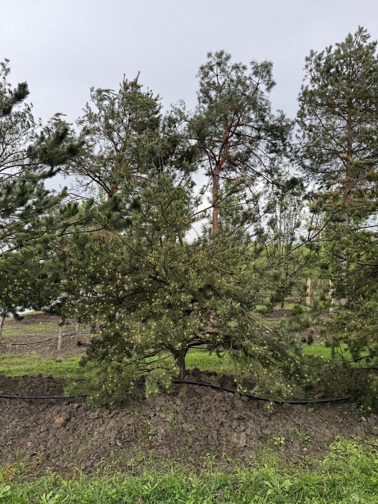 Pinus sylvestris