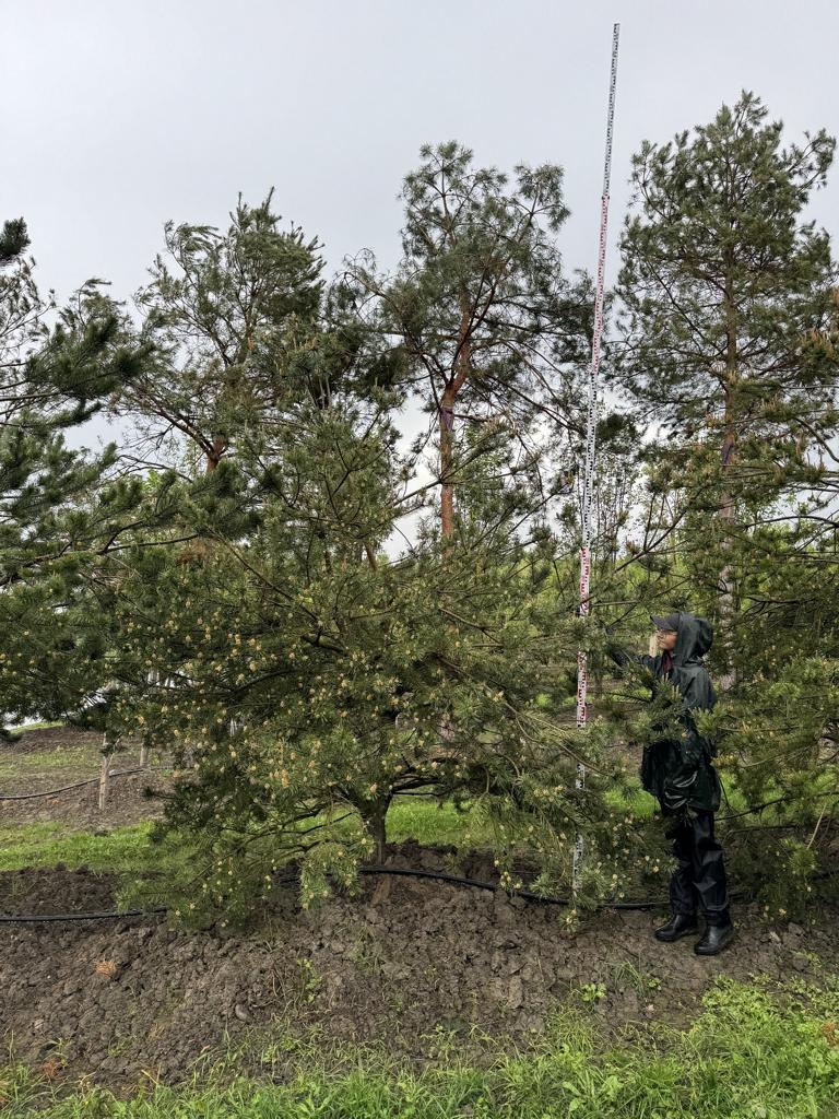 Pinus sylvestris