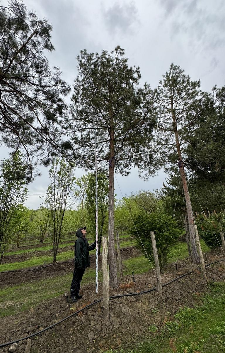 Pinus sylvestris