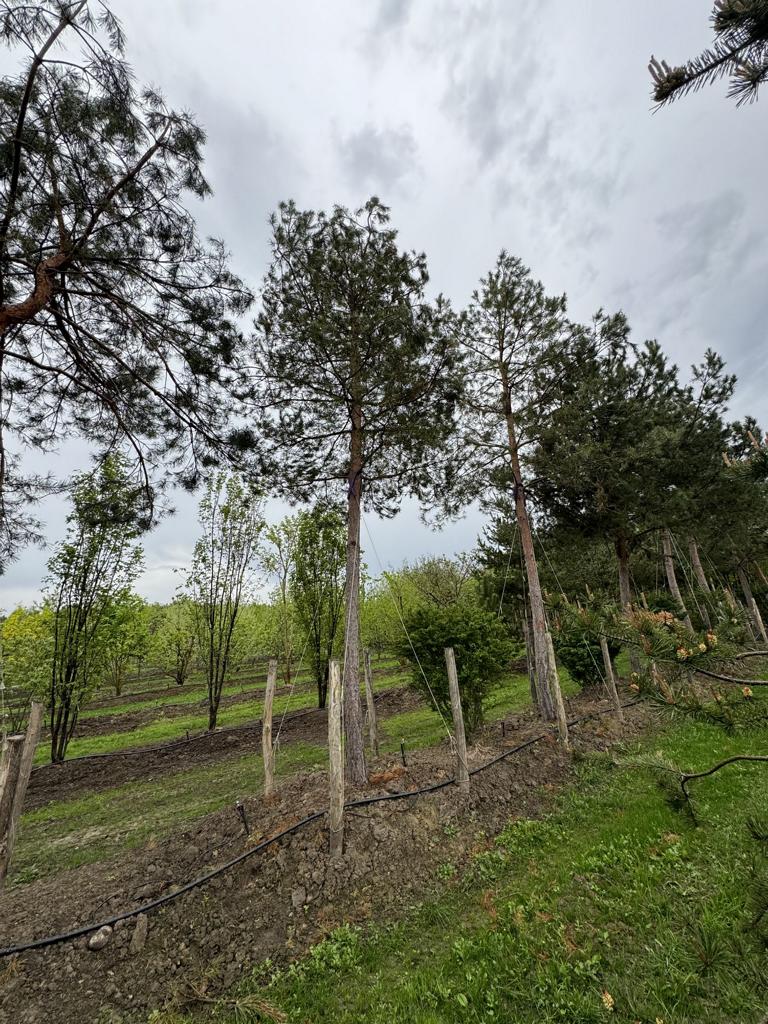 Pinus sylvestris