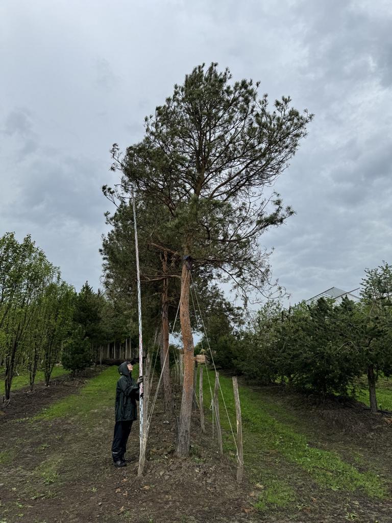 Pinus sylvestris