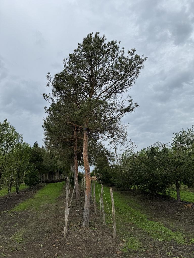 Pinus sylvestris