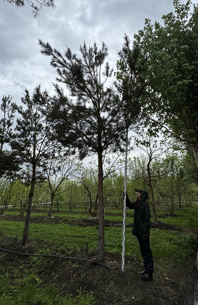 Pinus sylvestris