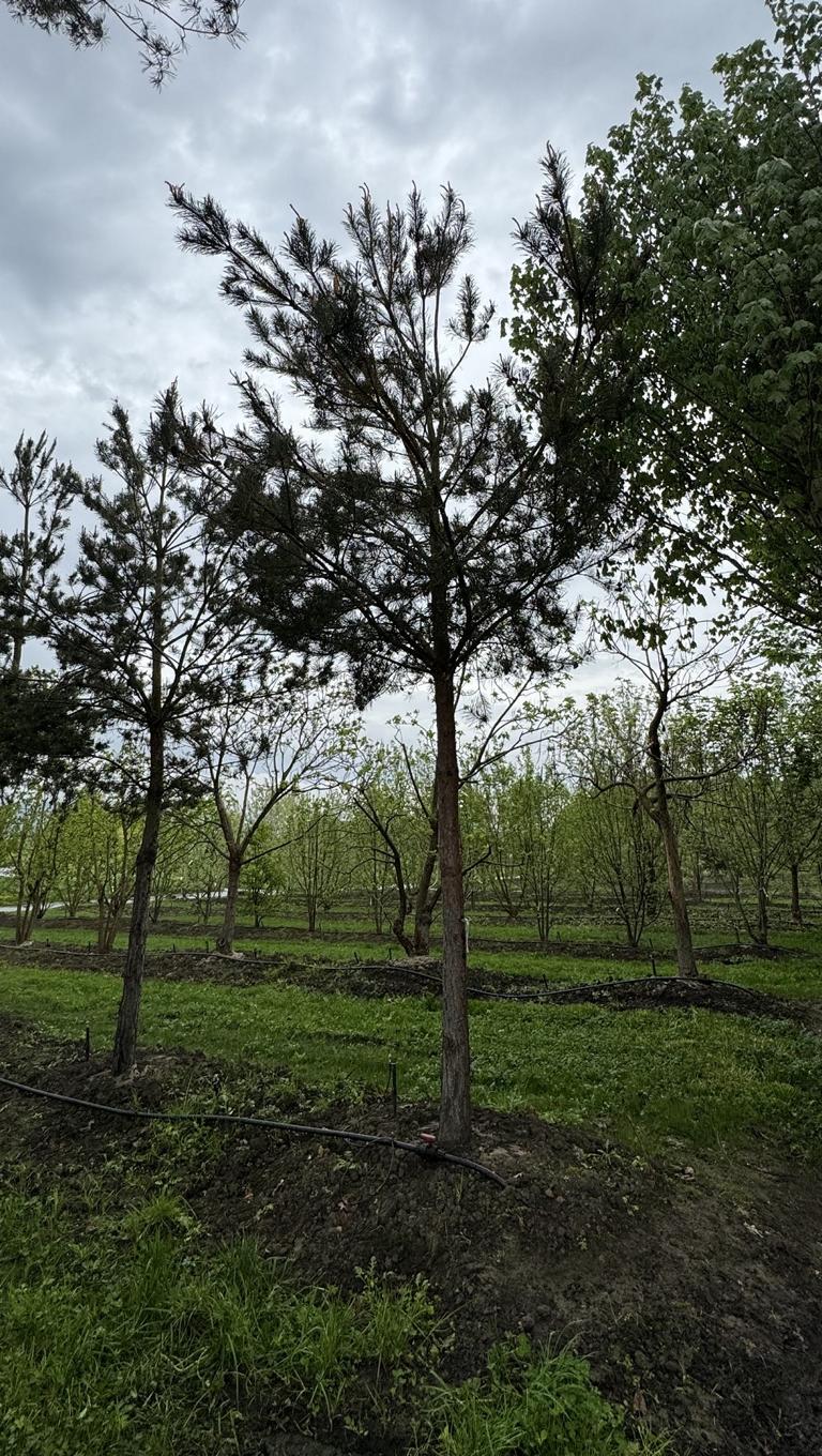 Pinus sylvestris
