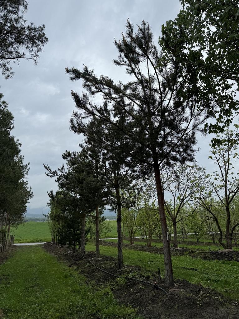 Pinus sylvestris