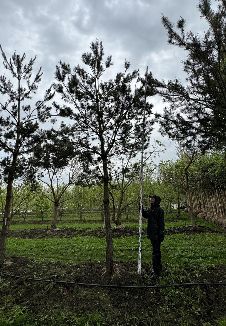 Pinus sylvestris