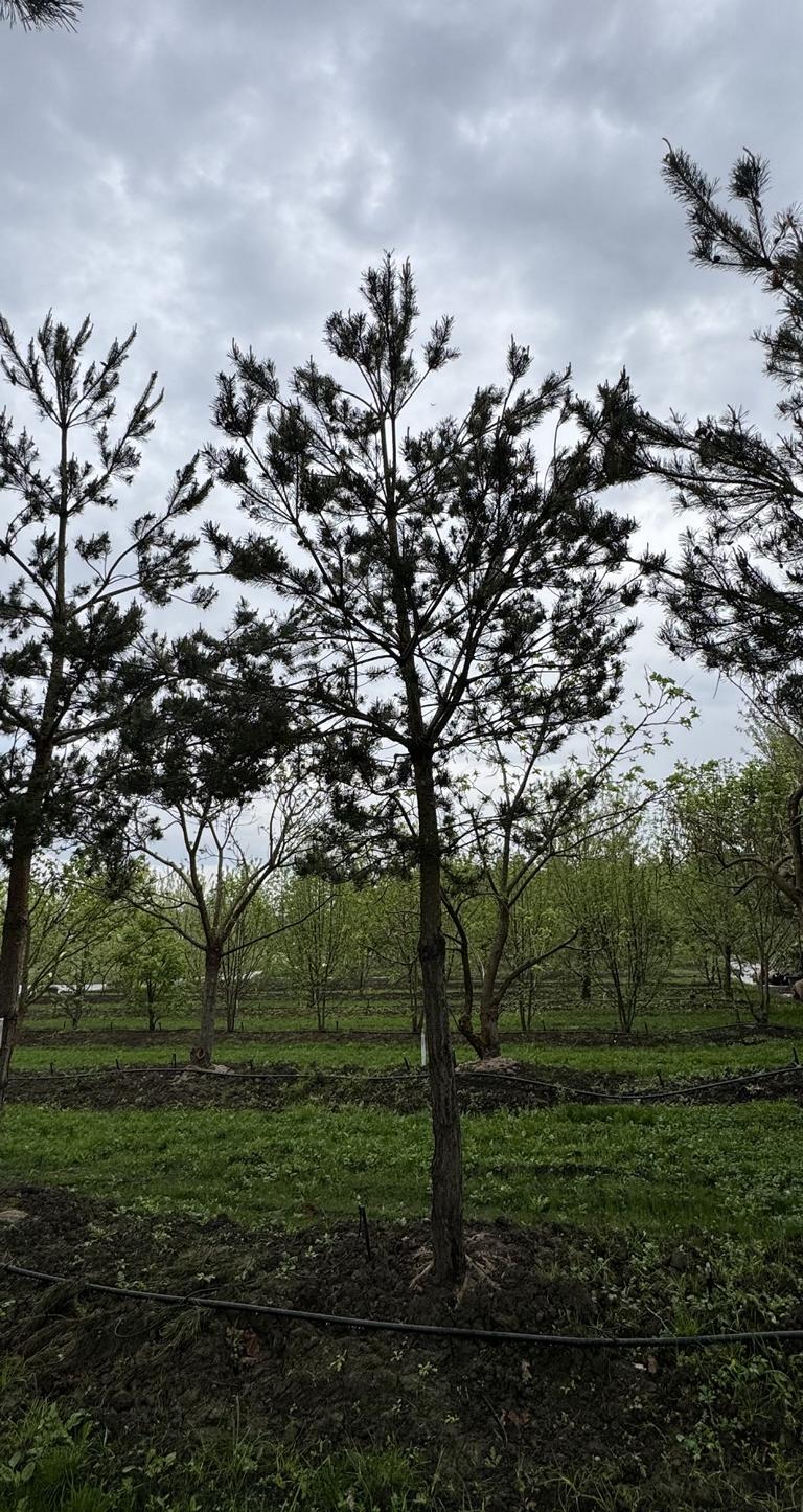 Pinus sylvestris