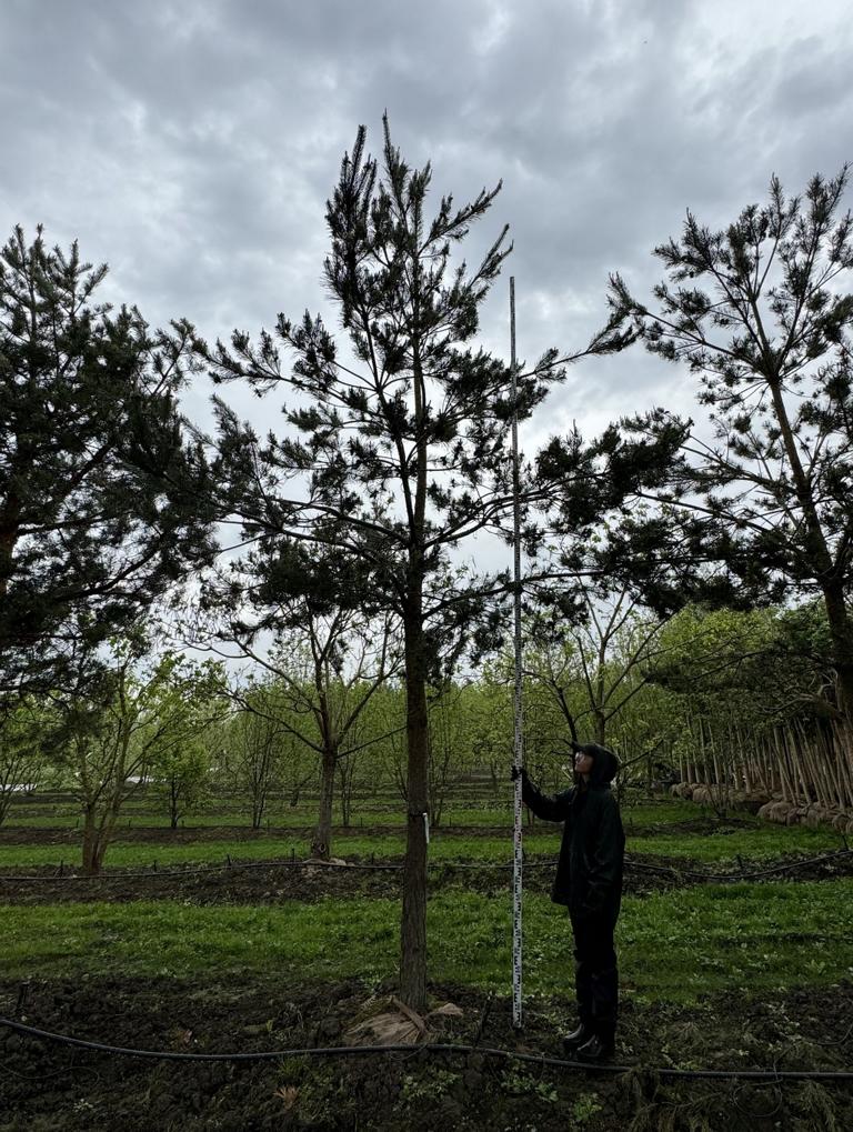 Pinus sylvestris