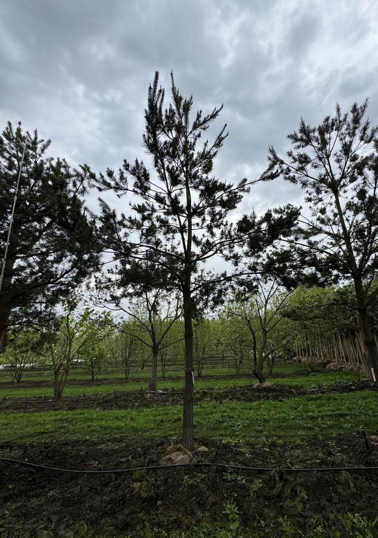 Pinus sylvestris