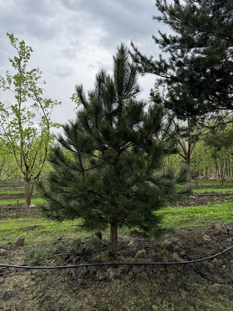 Pinus nigra subsp. laricio