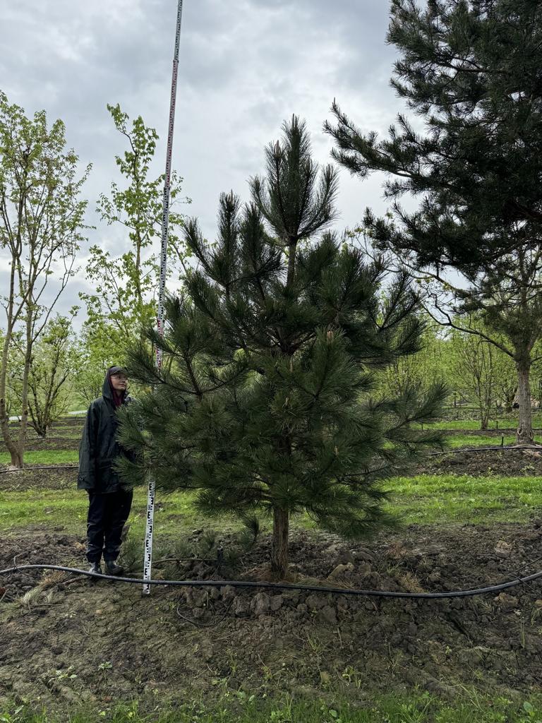 Pinus nigra subsp. laricio