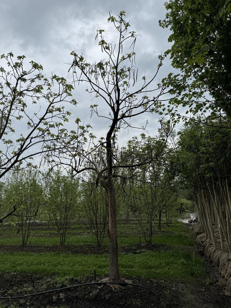 Catalpa bignonioides