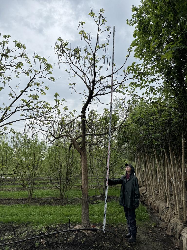 Catalpa bignonioides