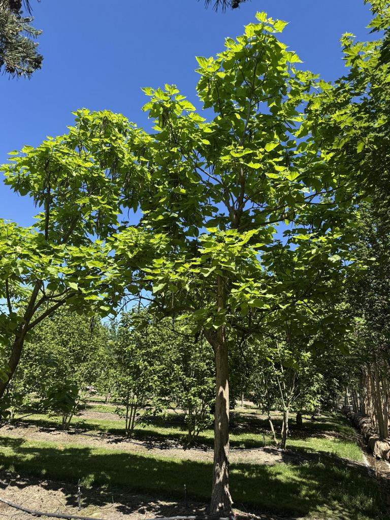 Catalpa bignonioides
