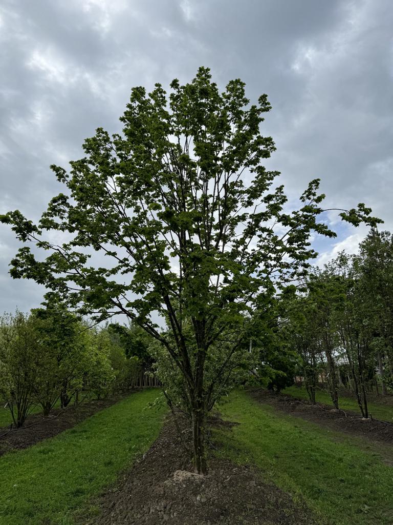 Tilia platyphyllos