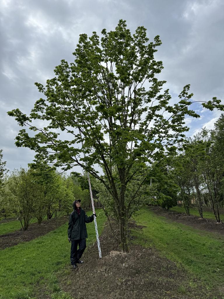 Tilia platyphyllos