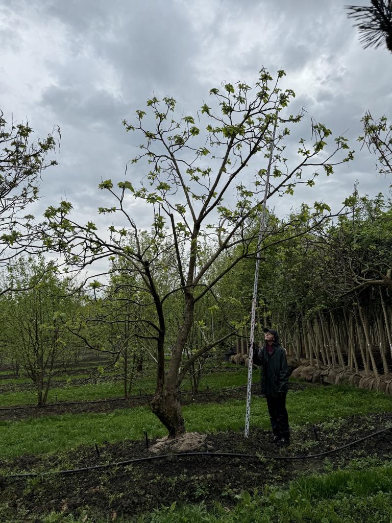 Catalpa bignonioides