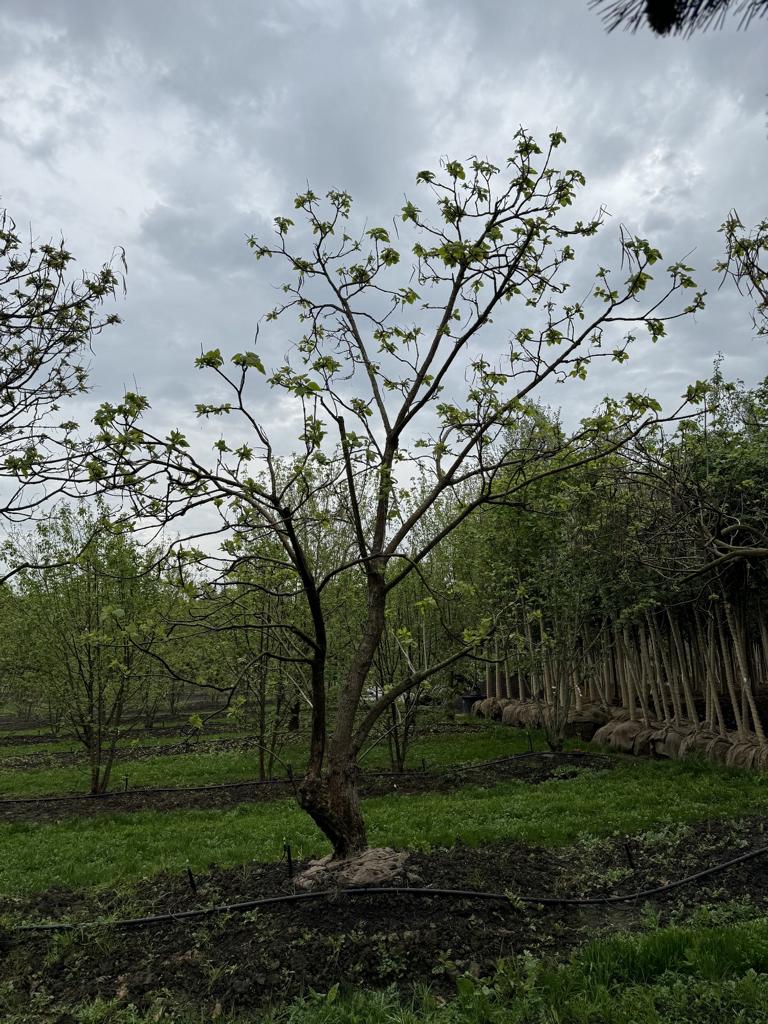 Catalpa bignonioides