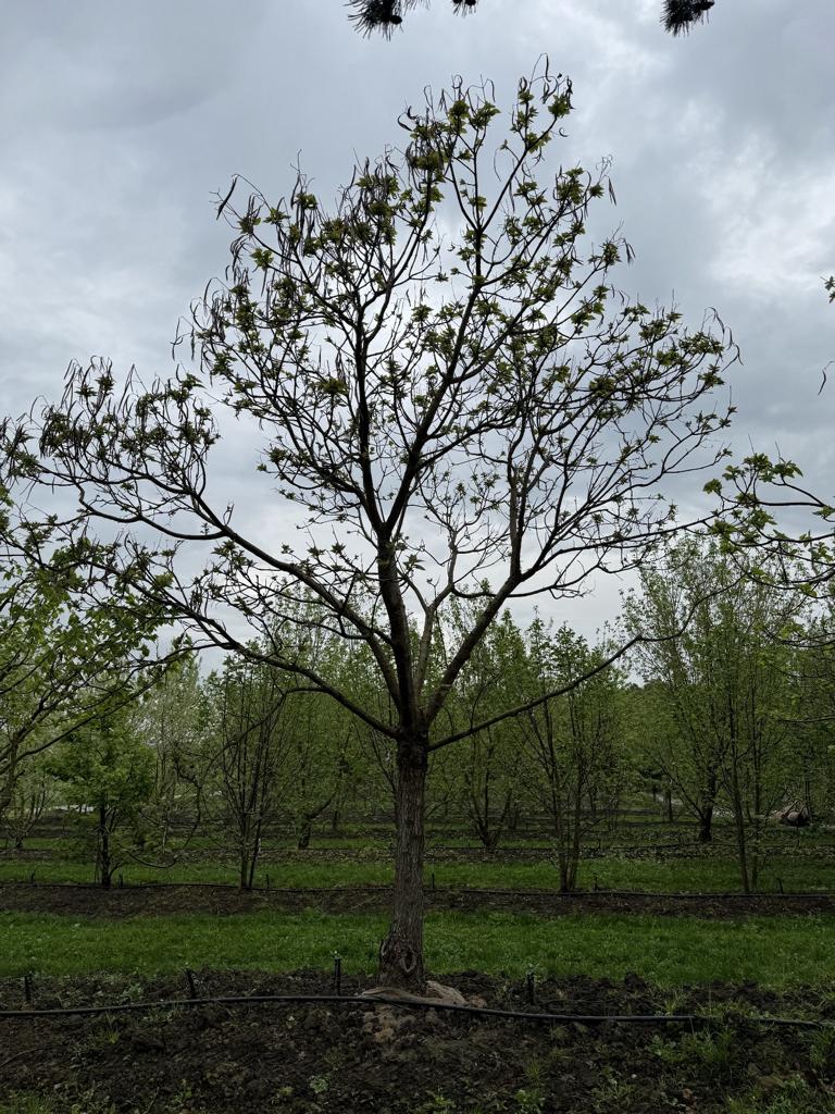 Catalpa bignonioides