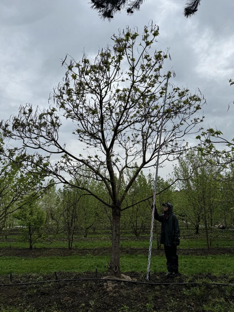 Catalpa bignonioides