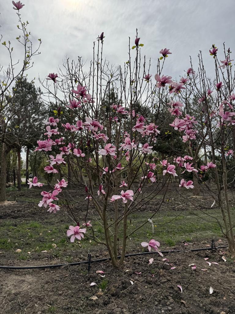 Magnolia 'Galaxy'