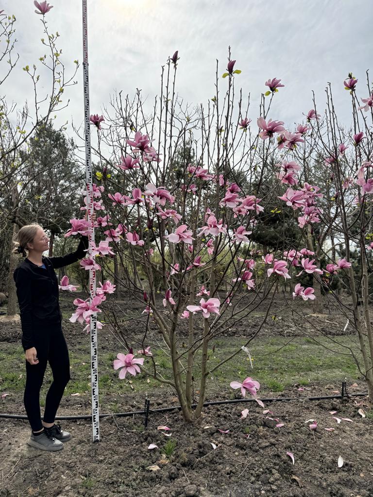 Magnolia 'Galaxy'