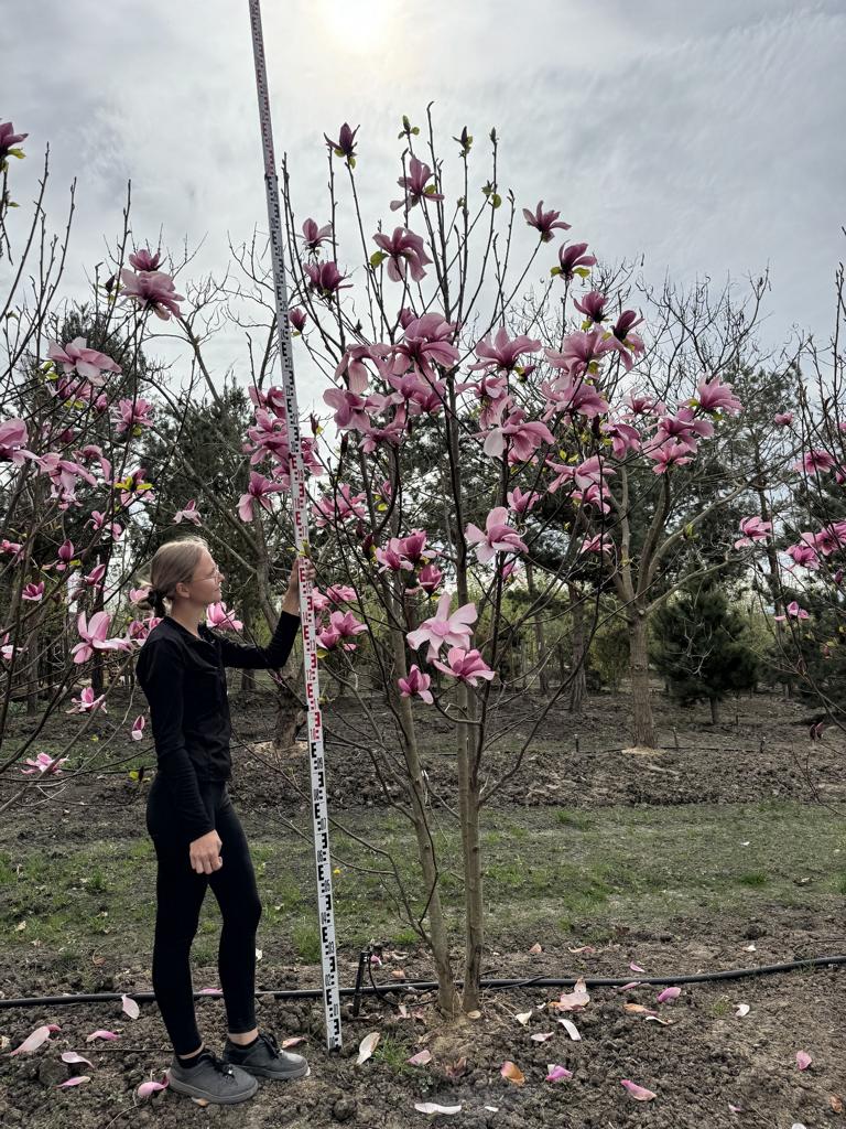 Magnolia 'Galaxy'