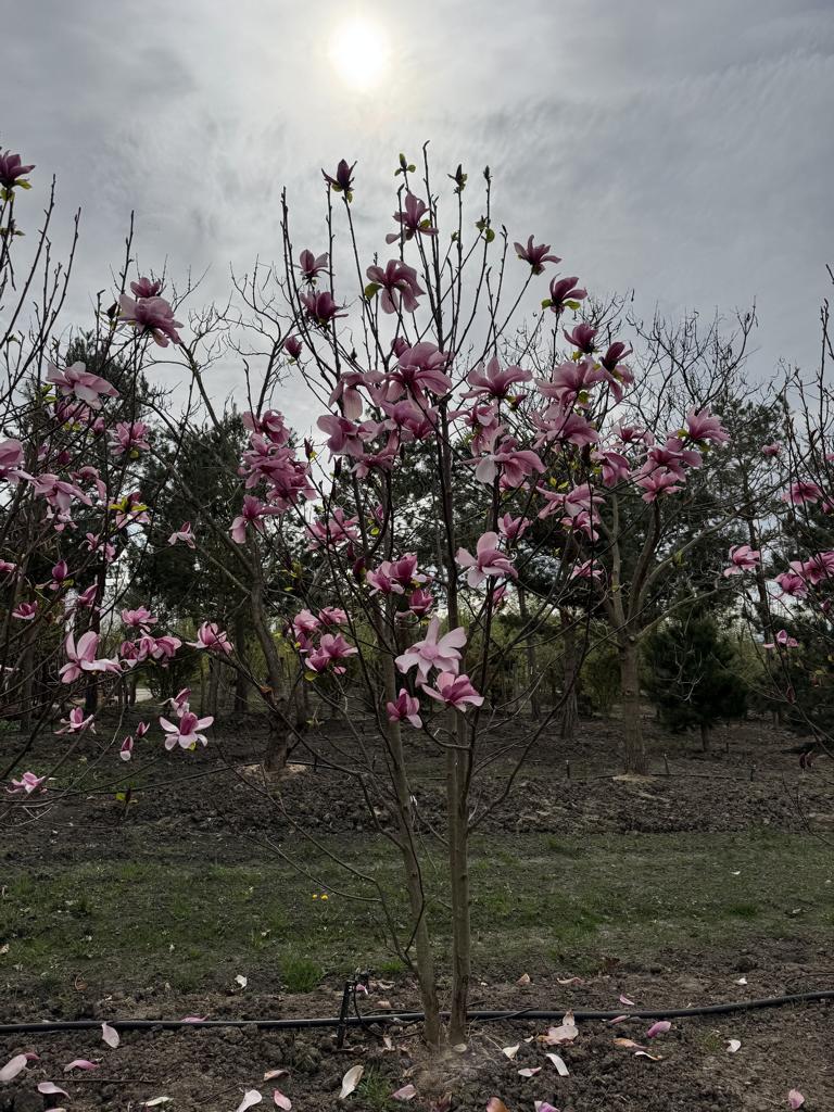 Magnolia 'Galaxy'
