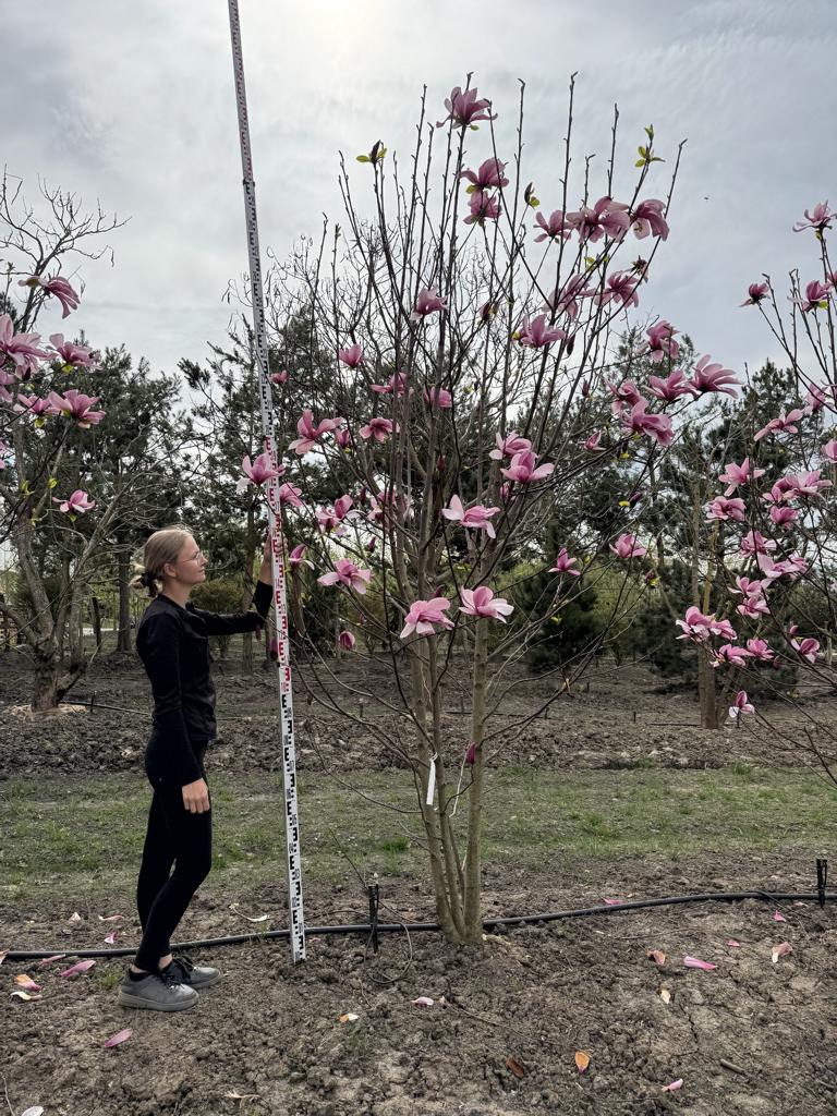 Magnolia 'Galaxy'