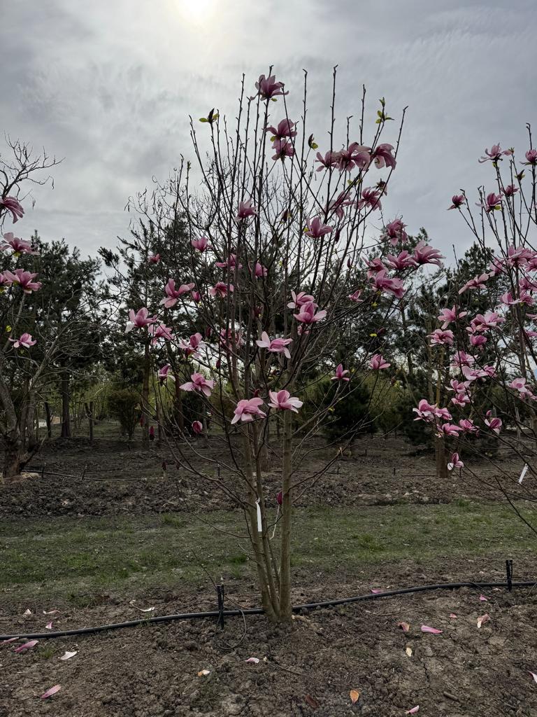 Magnolia 'Galaxy'