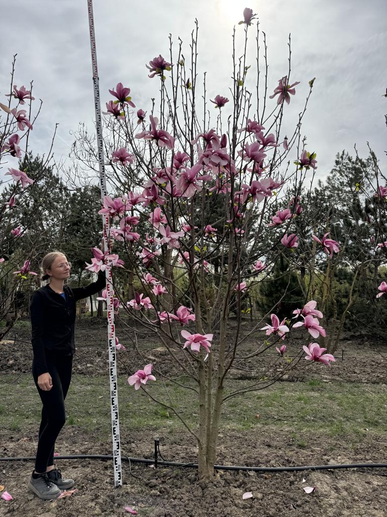 Magnolia 'Galaxy'