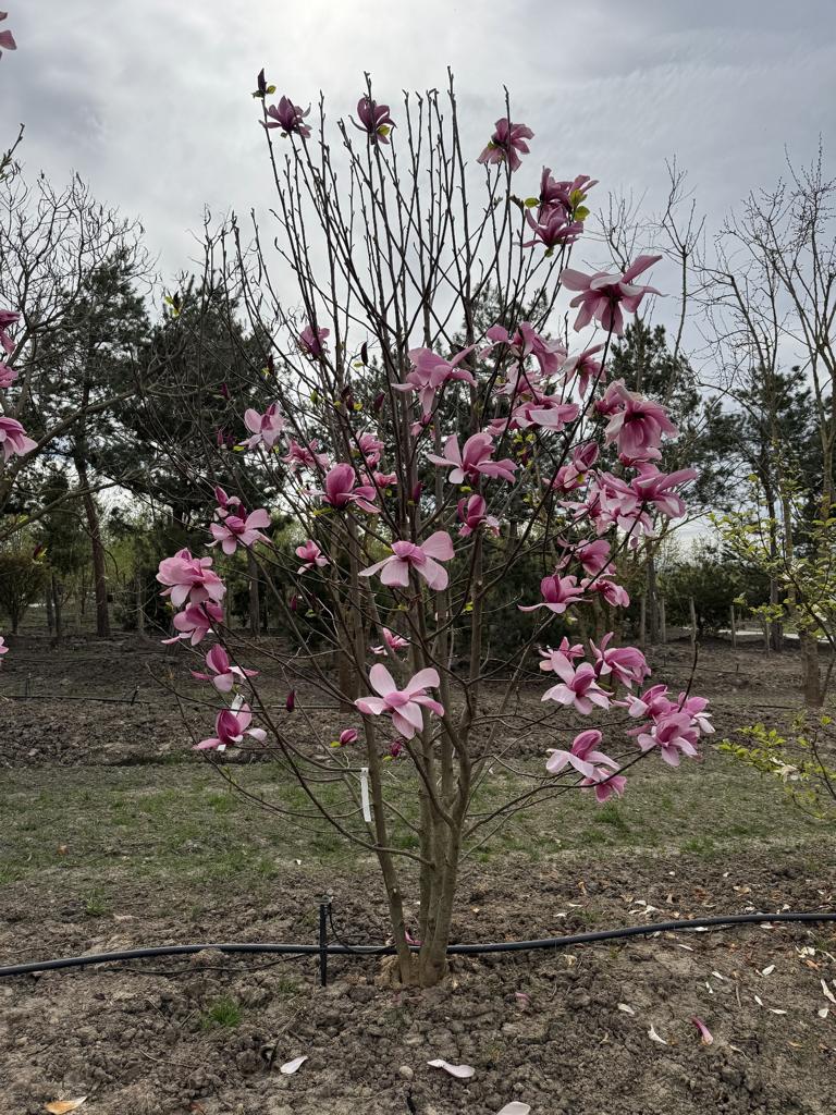 Magnolia 'Galaxy'