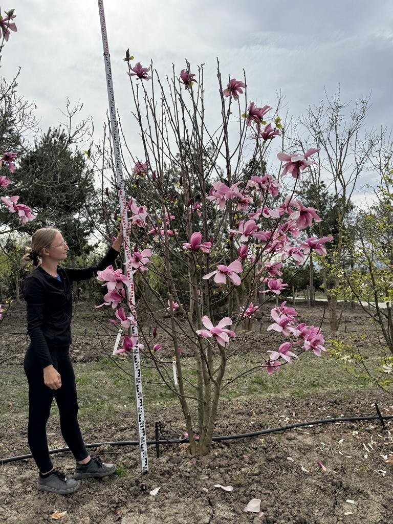 Magnolia 'Galaxy'
