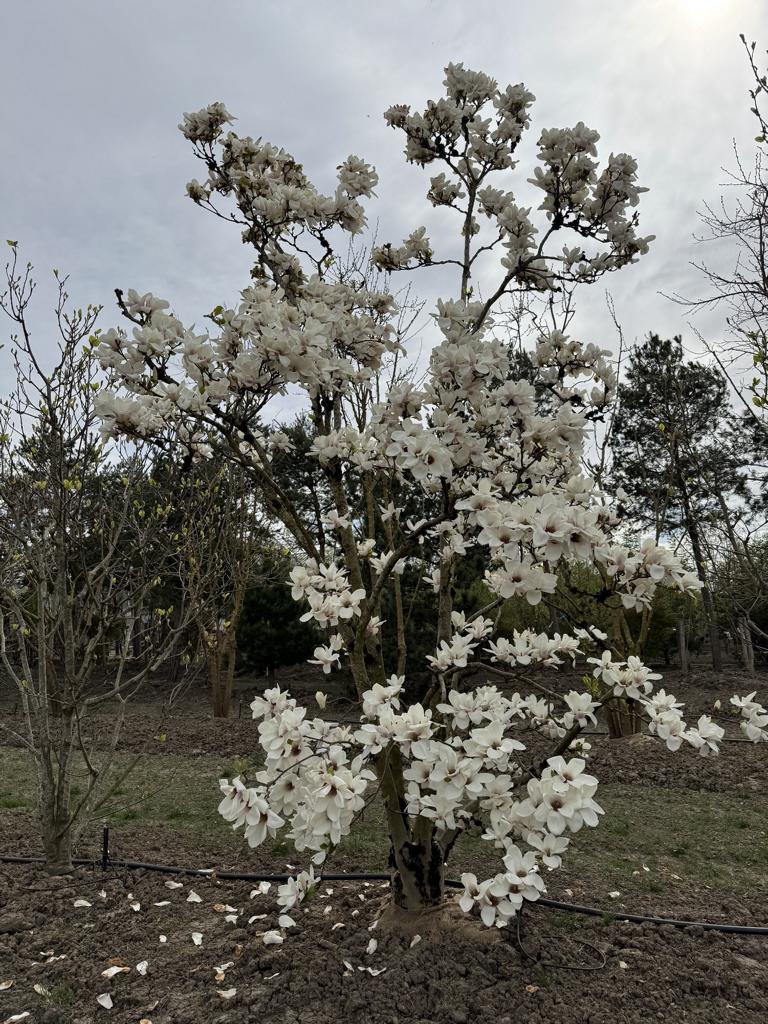 Magnolia soulangeana (x) 'Alba Superba'