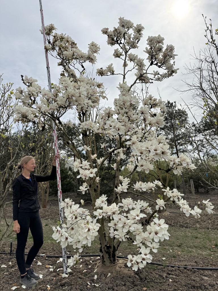 Magnolia soulangeana (x) 'Alba Superba'